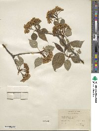 Viburnum lentago image