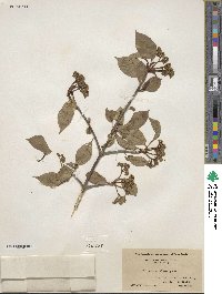 Viburnum lentago image