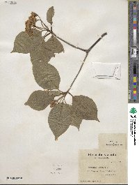 Viburnum lentago image