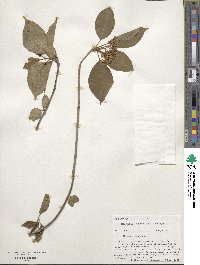 Viburnum lentago image