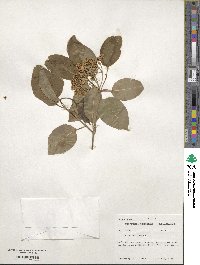 Viburnum lentago image