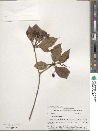 Viburnum lentago image