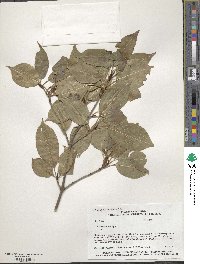 Viburnum lentago image