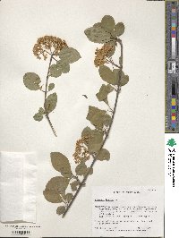 Viburnum lentago image