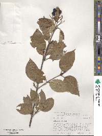 Viburnum lentago image