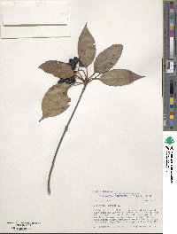 Viburnum lentago image