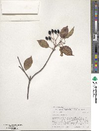 Viburnum lentago image