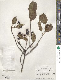 Viburnum lentago image