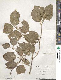 Viburnum lentago image