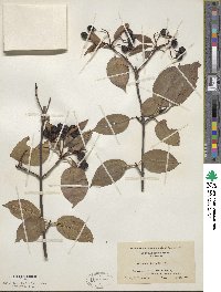 Viburnum lentago image