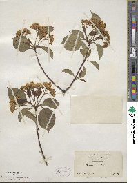 Viburnum lentago image