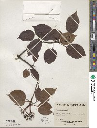 Viburnum lentago image