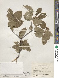 Viburnum lentago image