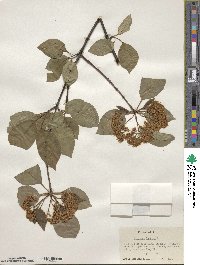 Viburnum lentago image