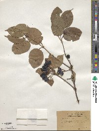 Viburnum lentago image