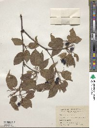 Viburnum lentago image