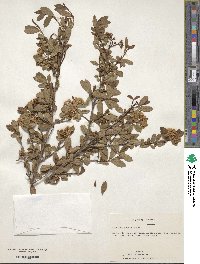 Viburnum obovatum image