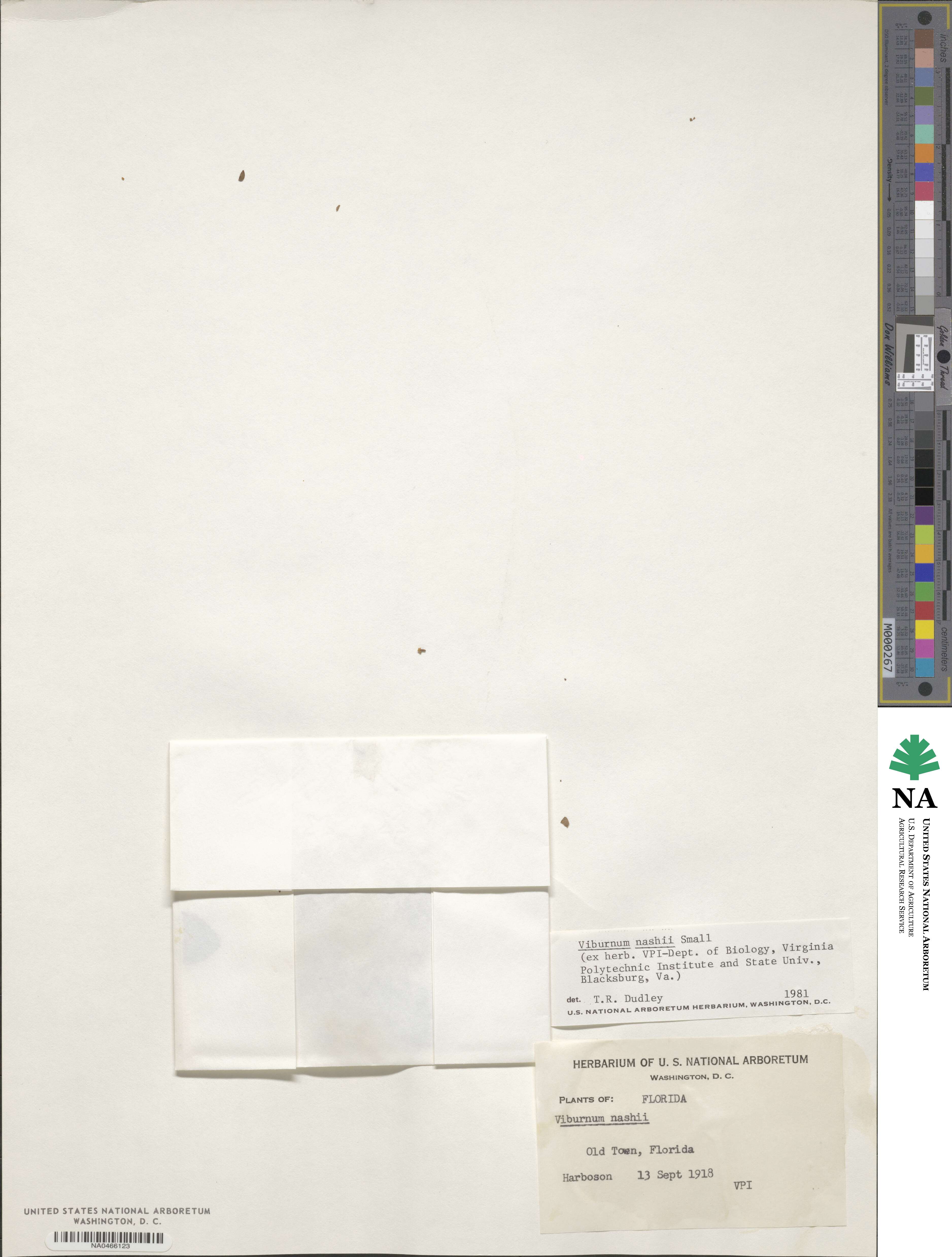 Viburnum obovatum image