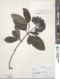 Viburnum nudum image