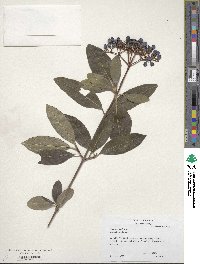 Viburnum nudum image