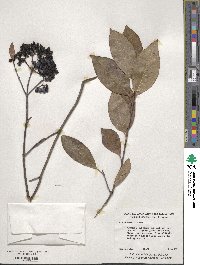 Viburnum nudum image