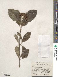 Viburnum nudum image