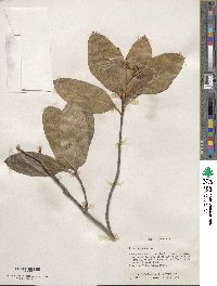 Viburnum nudum image