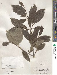 Viburnum nudum image