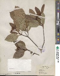 Viburnum nudum image