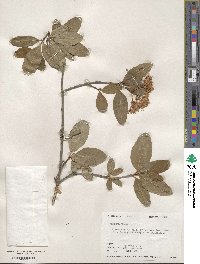 Viburnum nudum image