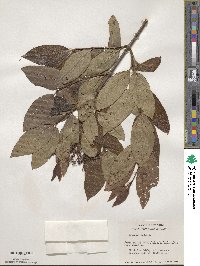 Viburnum nudum image