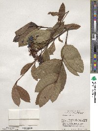 Viburnum nudum image