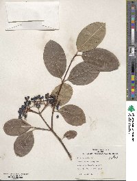 Viburnum nudum image