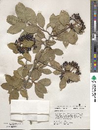 Viburnum nudum image