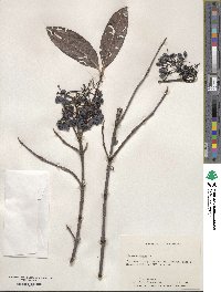 Viburnum nudum image