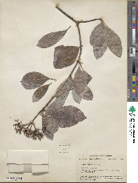 Viburnum nudum image