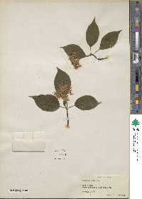 Viburnum nudum image