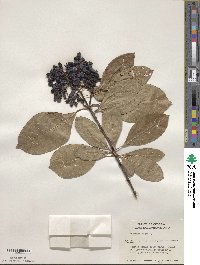 Viburnum nudum image