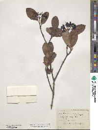 Viburnum nudum image