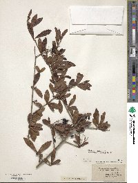 Viburnum obovatum image