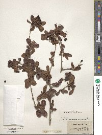 Viburnum obovatum image