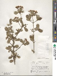 Viburnum obovatum image