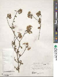 Viburnum obovatum image