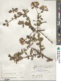 Viburnum obovatum image