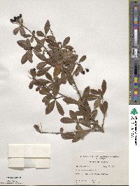 Viburnum obovatum image