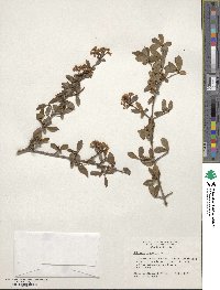 Viburnum obovatum image