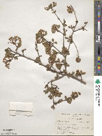 Viburnum obovatum image