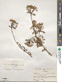 Viburnum obovatum image