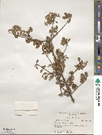 Viburnum obovatum image