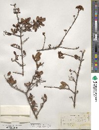 Viburnum obovatum image